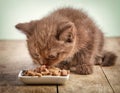 Kitten eating cats food Royalty Free Stock Photo