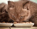 Kitten eating cats food Royalty Free Stock Photo