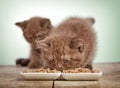 Kitten eating cats food Royalty Free Stock Photo