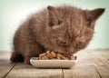 Kitten eating cats food Royalty Free Stock Photo