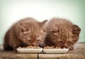 Kitten eating cats food Royalty Free Stock Photo
