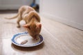 Kitten eating fish Royalty Free Stock Photo