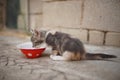 Kitten eating food from bowl, little cat eat outdoor, pet eats from a red cup Royalty Free Stock Photo
