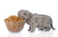 Kitten eating food from a large bowl. isolated on white background Royalty Free Stock Photo