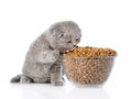 Kitten eating food from a large bowl. isolated on white background