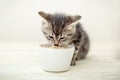 Kitten eating. Striped gray kitten eat cats food feed from white bowl with cat food on wooden floor Royalty Free Stock Photo