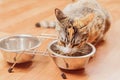 Kitten eats from a bowl Royalty Free Stock Photo