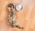 Kitten eats from a bowl, top view Royalty Free Stock Photo