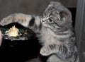 Kitten eats cake. The cat eats the sweets. The blue kitten