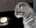 Kitten eats cake. The cat eats the sweets. The blue kitten