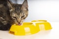 Kitten eats kitten feed from vivid yellow cat feeder