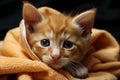 Kitten Enjoying Cozy Comfort in Bath Towel, Post-Bath Cuddles and Warm Snuggles