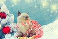 Kitten entangled in Christmas streamer Royalty Free Stock Photo