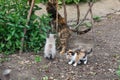 Kitten eye disease. Street cat with small kittens Royalty Free Stock Photo