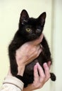 Kitten with an eyesore, a leukoma or an eyesore Royalty Free Stock Photo