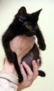 Kitten with an eyesore, a leukoma or an eyesore Royalty Free Stock Photo