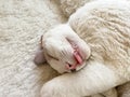 A kitten face that closed its eyes and stuck out its tongue. The cat's curled up in a ball Royalty Free Stock Photo