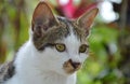 Kitten face portrait in garden Royalty Free Stock Photo