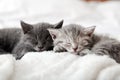 Kitten family in love portrait. Adorable kitty noses for Valentine Day pet love. Couple happy kittens sleep relax together. Cozy
