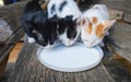 Kitten feed milk - Beautiful three tabby kitty cat eating pet feeding milk on plate Royalty Free Stock Photo