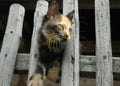Kitten on the fence Royalty Free Stock Photo