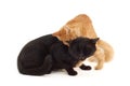 Kitten fights with old black cat Royalty Free Stock Photo
