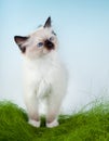 Kitten in first grass Royalty Free Stock Photo