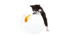 Kitten and fish Royalty Free Stock Photo