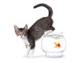 Kitten On a Fishbowl