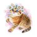 Kitten in a floral wreath with flowers of daisies, chamomiles isolated on white background. Watercolor