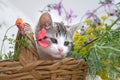 Kitten in flower basket