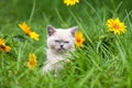 Kitten in the flower lawn