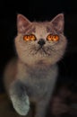 Kitten with four vibrant orange eyes for spooky season or horror theme