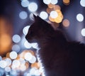 Kitten in front of christmas lights