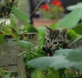 Kitten in the garden