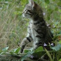 Kitten in the garden