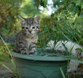 Kitten in the garden