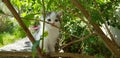 Kitten in garden