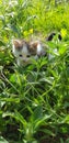 Kitten in garden