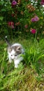 Kitten in garden