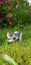 Kitten in garden