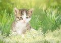 Kitten in the garden with flowers on background Royalty Free Stock Photo