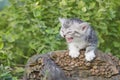 Kitten in the garden with flowers on background Royalty Free Stock Photo