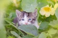 Kitten in the garden with flowers on background Royalty Free Stock Photo