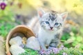 Kitten in the garden with flowers on background Royalty Free Stock Photo