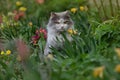 Kitten in the garden with flowers on background. Kitten sitting near a flowerbed Royalty Free Stock Photo