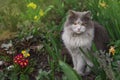 Kitten in the garden with flowers on background. Kitten sitting near a flowerbed Royalty Free Stock Photo