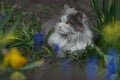 Kitten in the garden with flowers on background. Kitten sitting near a flowerbed Royalty Free Stock Photo
