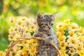 Kitten in the garden with flowers Royalty Free Stock Photo