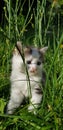 Kitten in garden